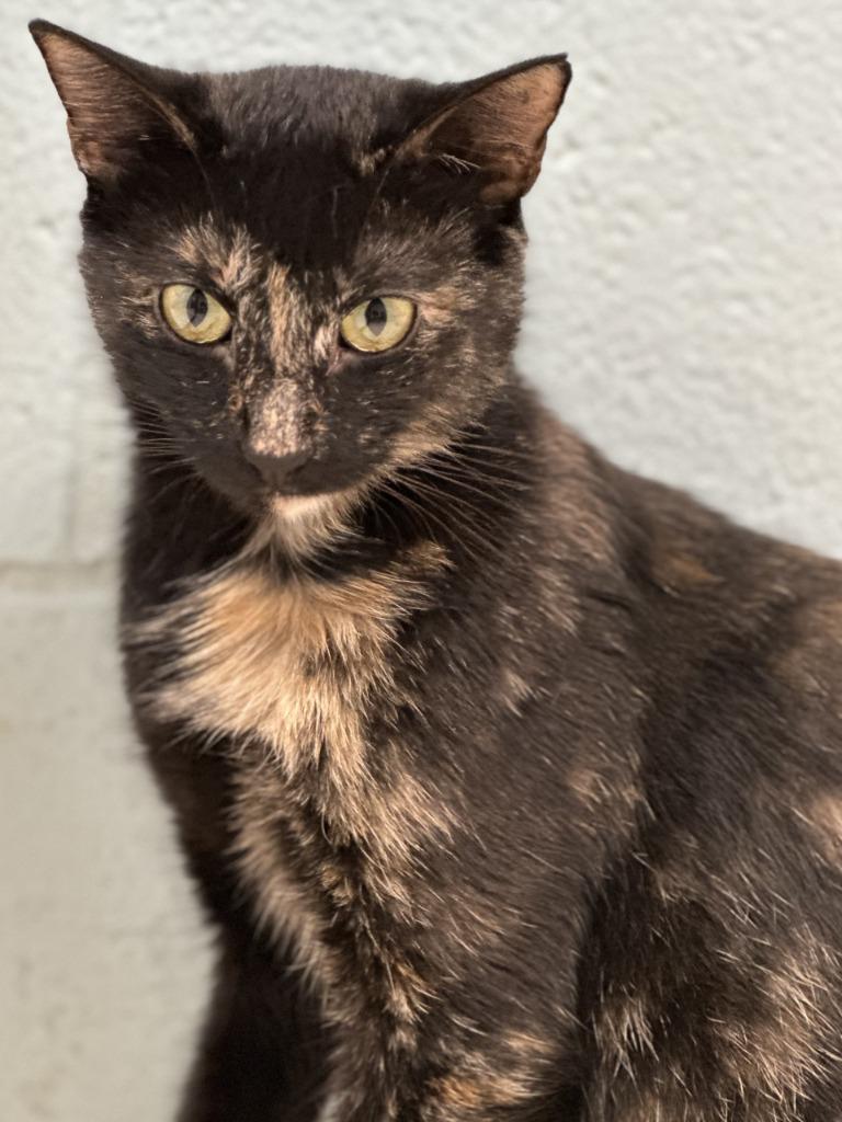 Jinx, a Adopted mixed breed in Sherwood, AR image 2/2