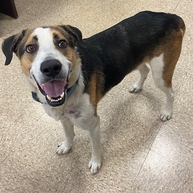 Java, Adoptable, Adult Male Mixed Breed.