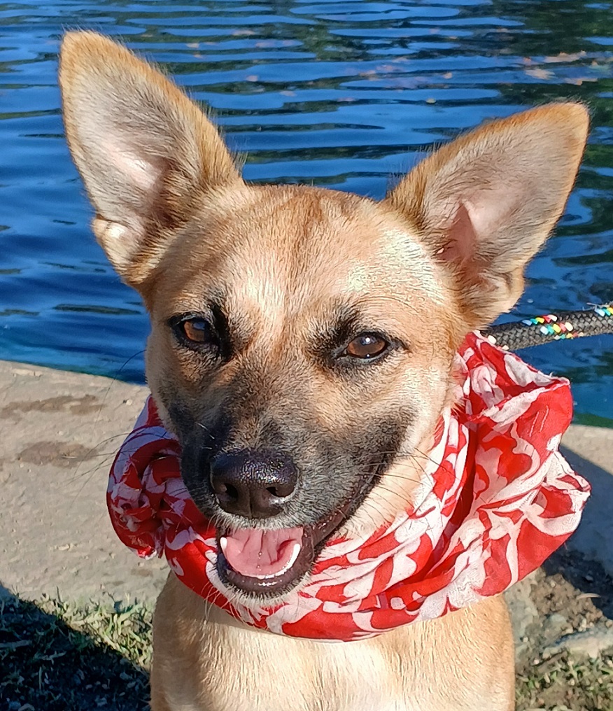 Enlarge Emma - super docile and calm girl! (WA-763982), a Adopted mixed breed in Bothell, WA image 1/6