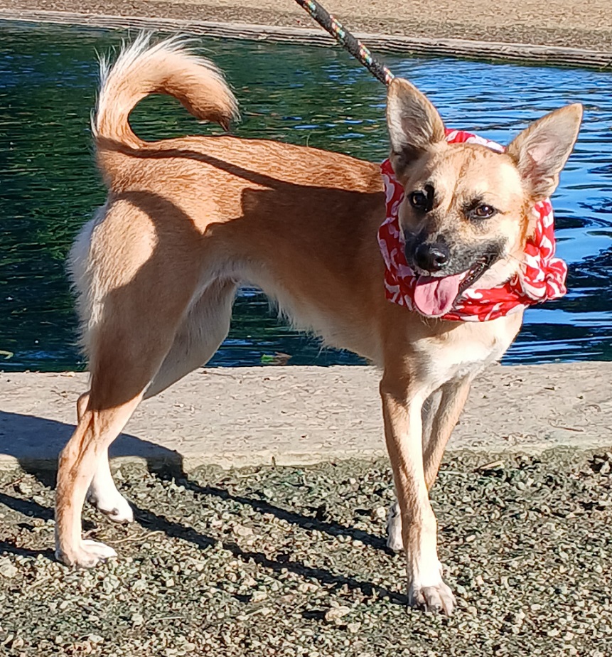 Enlarge Emma - super docile and calm girl! (WA-763982), a Adopted mixed breed in Bothell, WA image 2/6