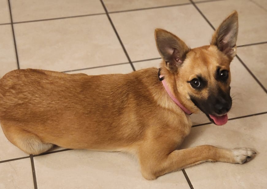 Enlarge Emma - super docile and calm girl! (WA-763982), a Adopted mixed breed in Bothell, WA image 5/6