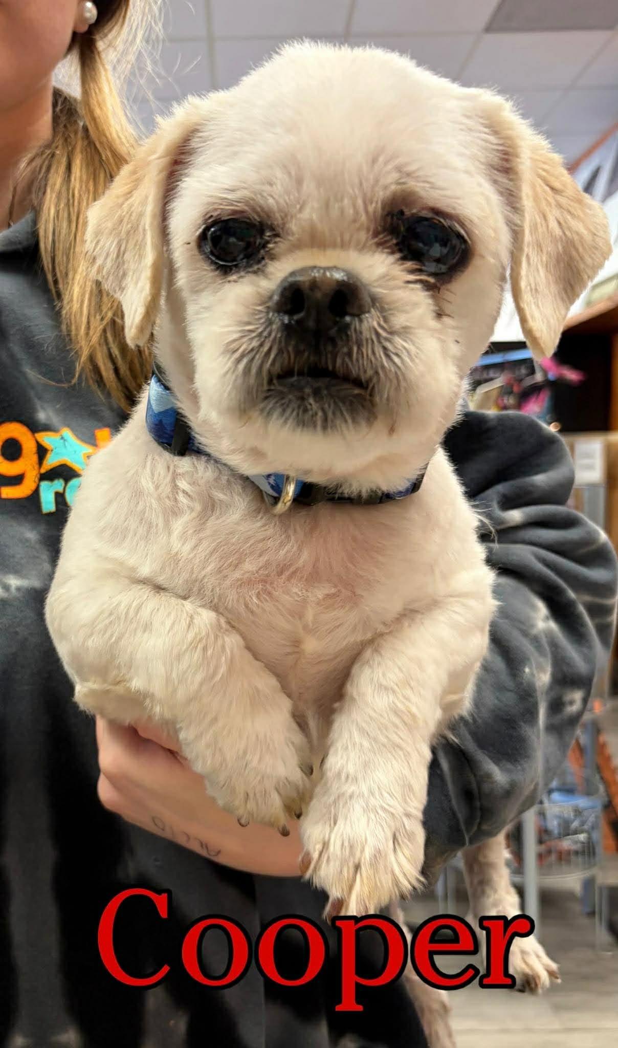 Enlarge Cooper, an adopted mixed breed in Hatfield, PA image 1/1