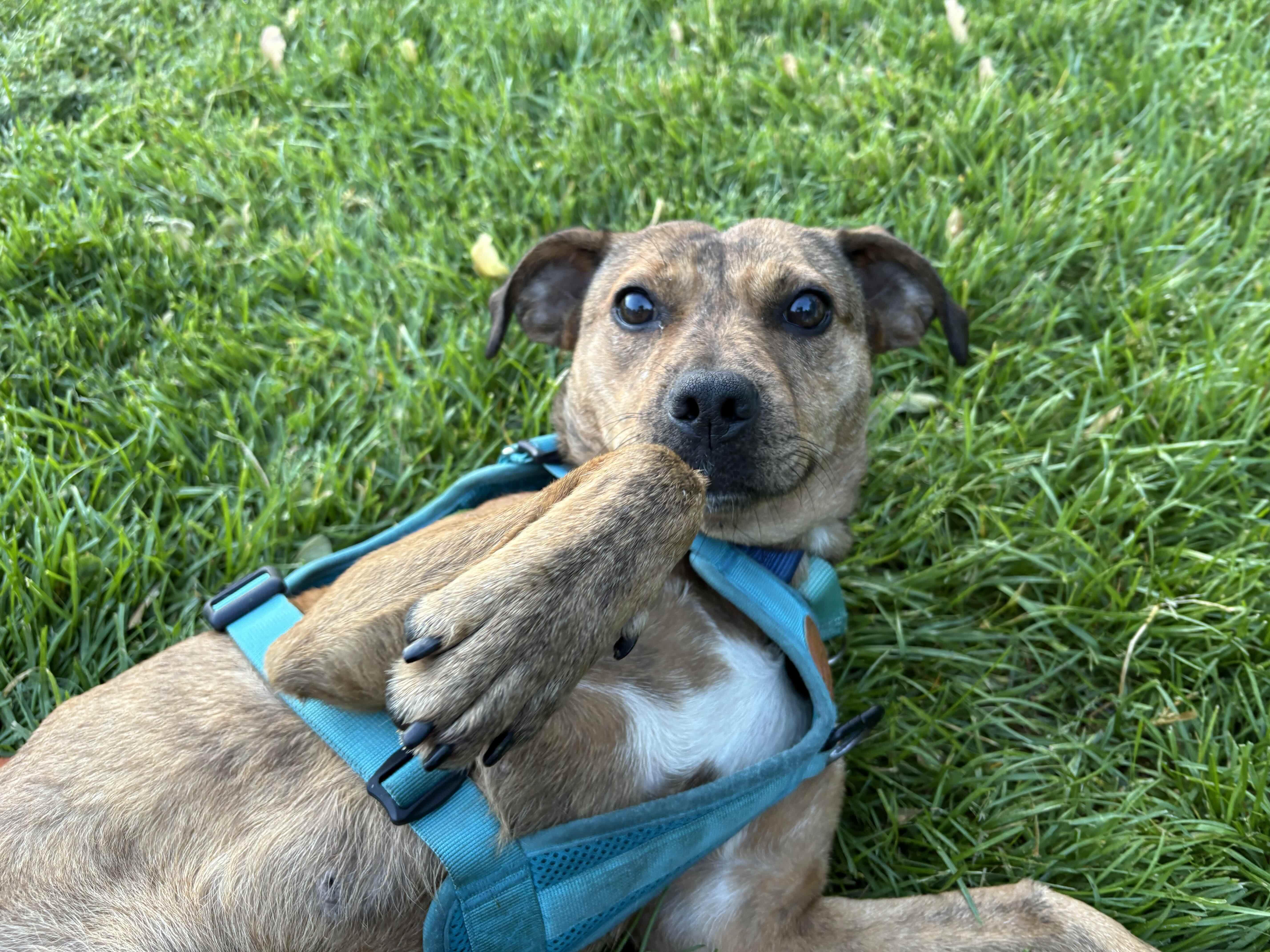 Enlarge Phoenix, a Adoptable Mixed Breed in Toronto, ON image 6/6