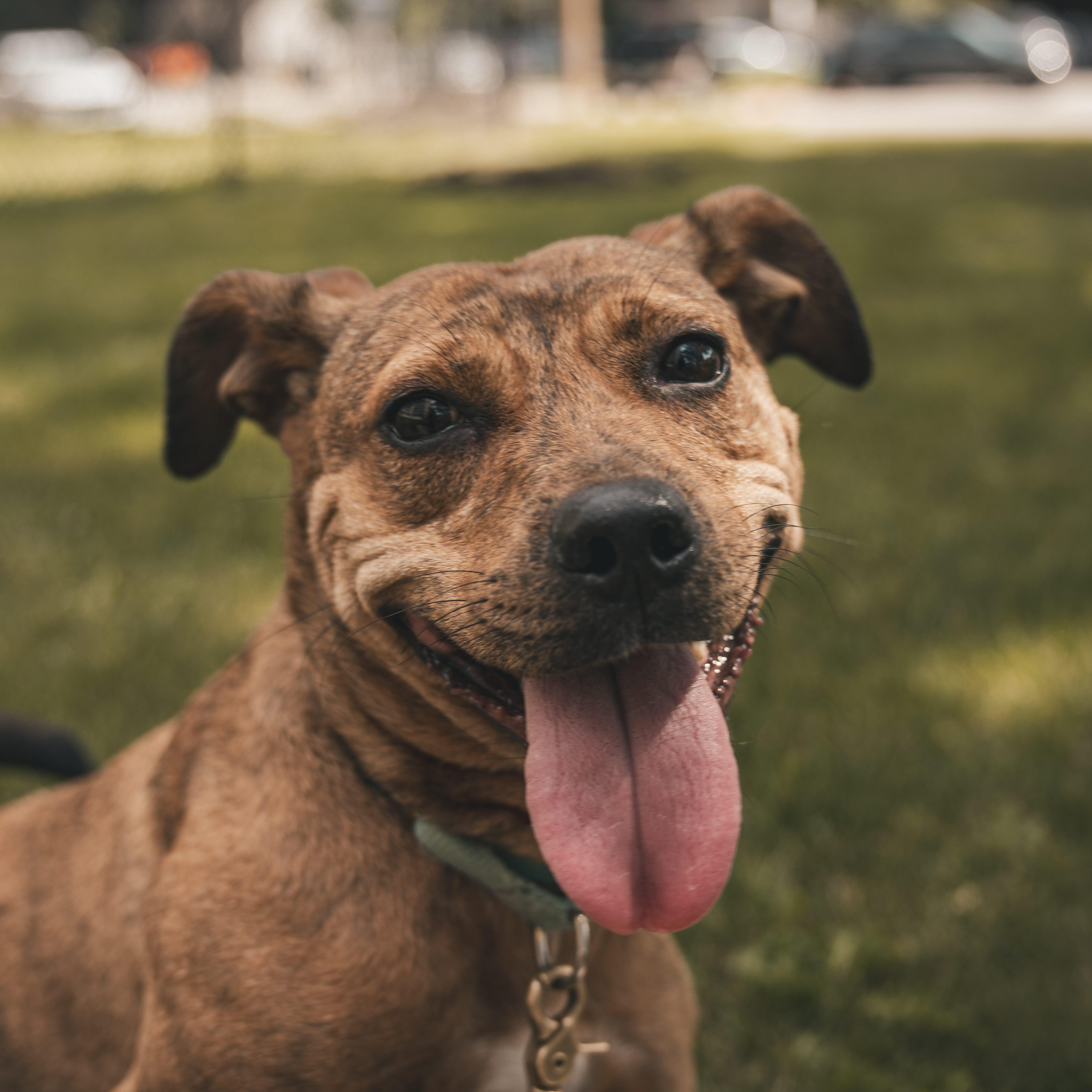 Enlarge Phoenix, a Adoptable Mixed Breed in Toronto, ON image 1/6