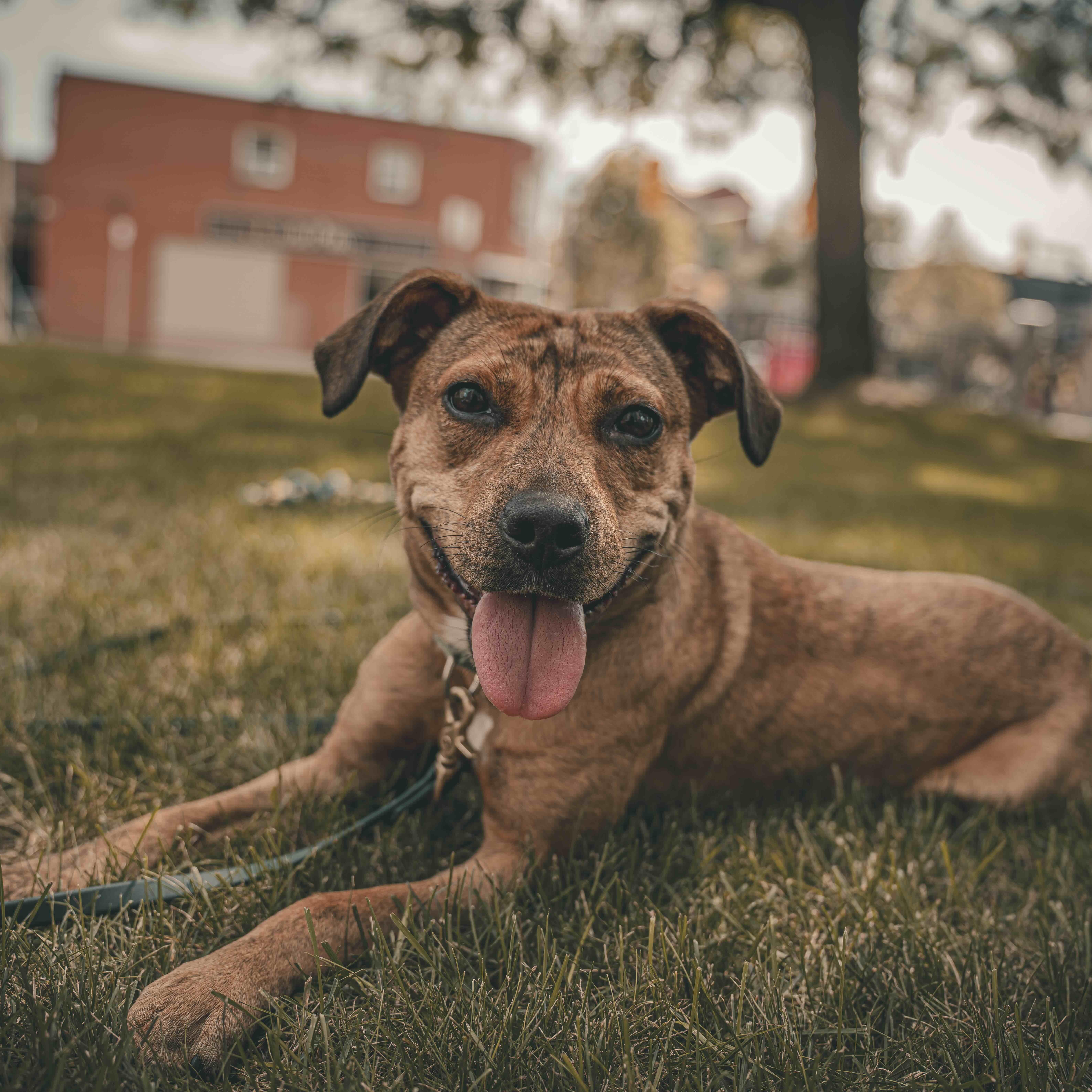 Enlarge Phoenix, a Adoptable Mixed Breed in Toronto, ON image 3/6