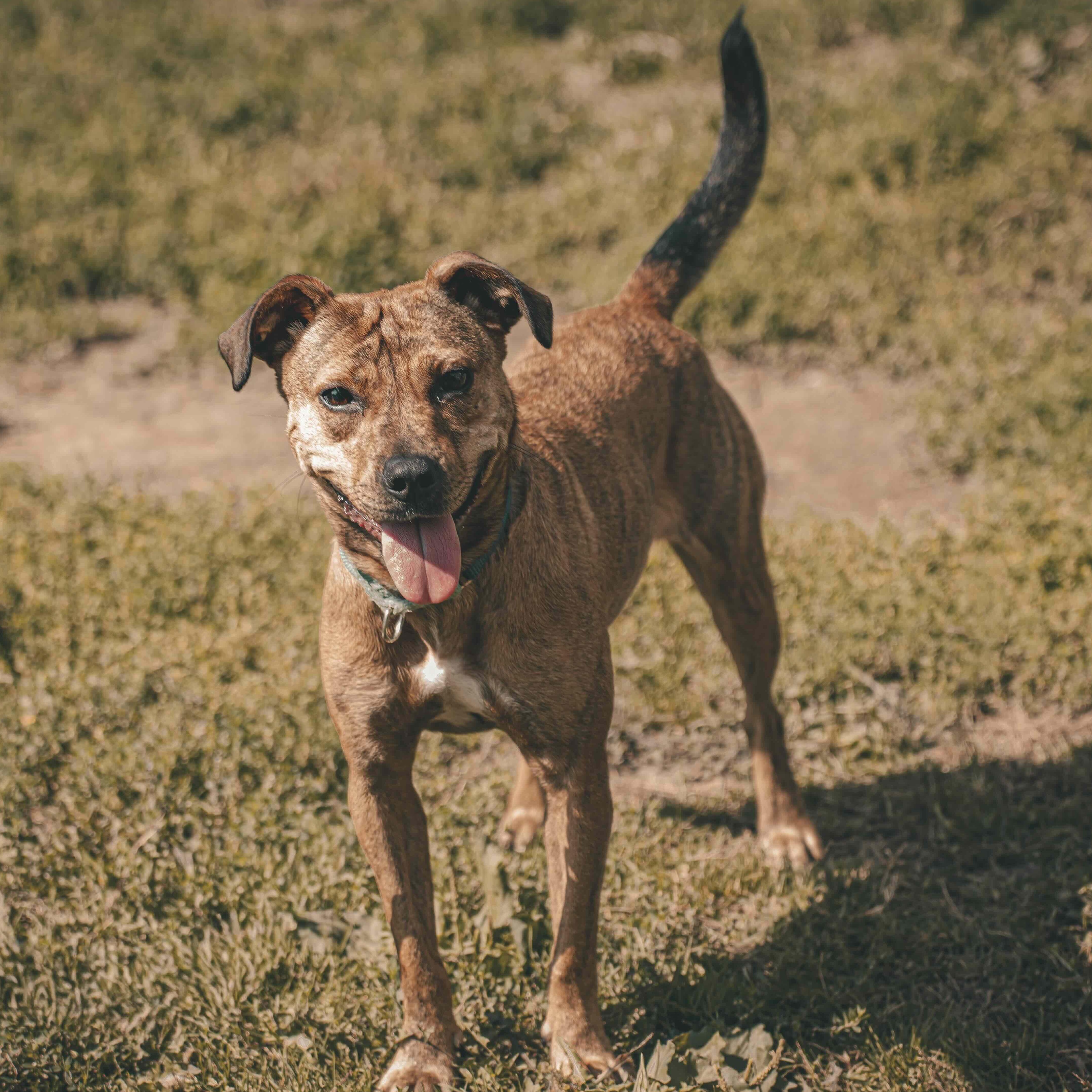 Enlarge Phoenix, a Adoptable Mixed Breed in Toronto, ON image 2/6