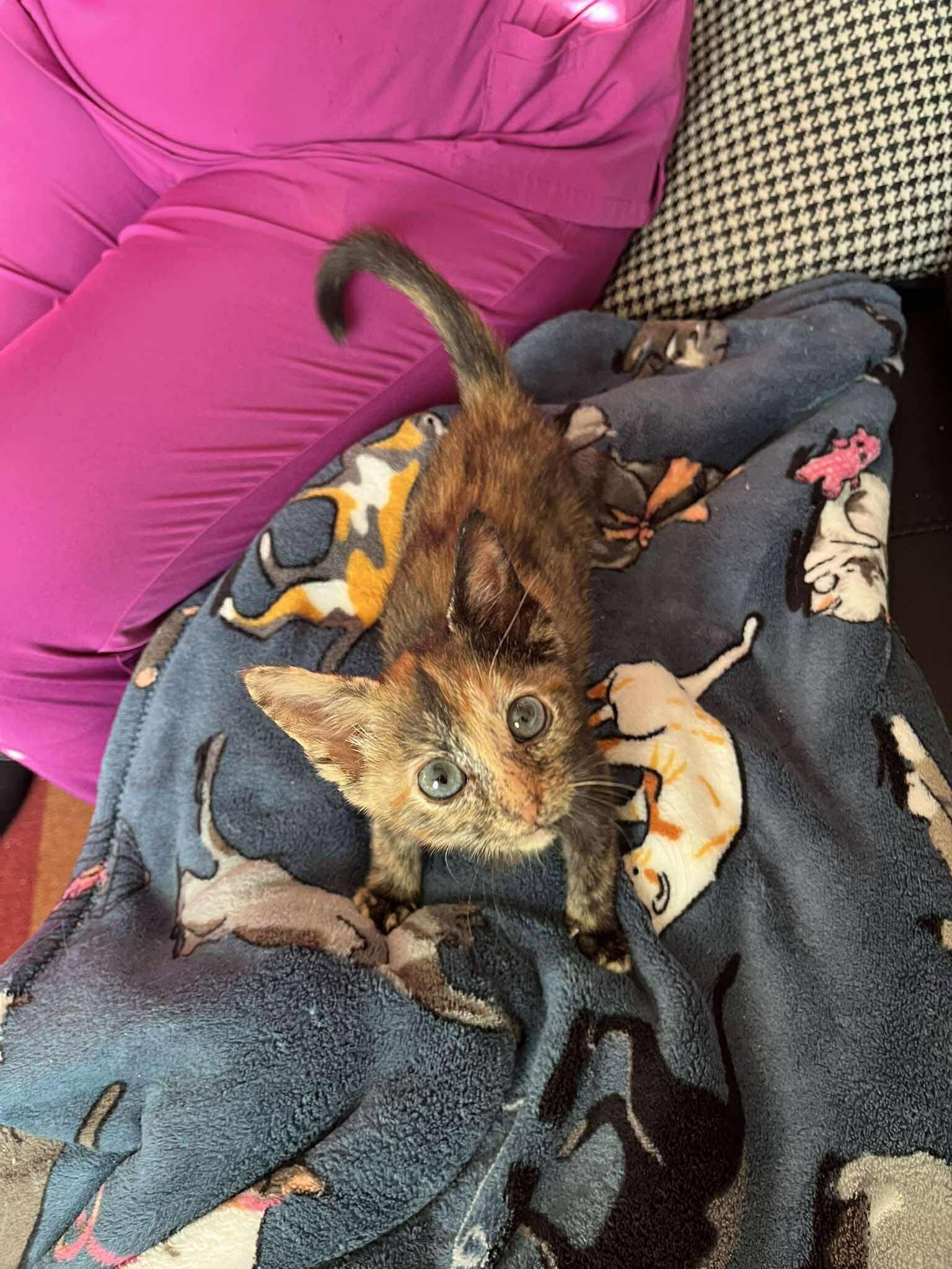 Hermione, Adoptable, Kitten Female Domestic Short Hair.