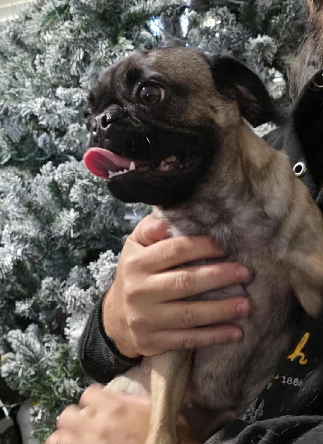 Lola May (Buttercup), Adopted, Adult Female Pug.