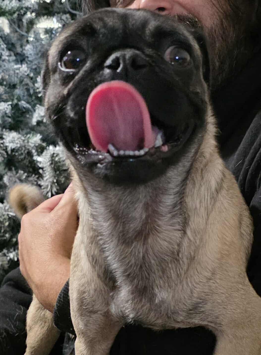 Enlarge Lola May (Buttercup), a Adopted Pug in Minneapolis, MN image 2/3