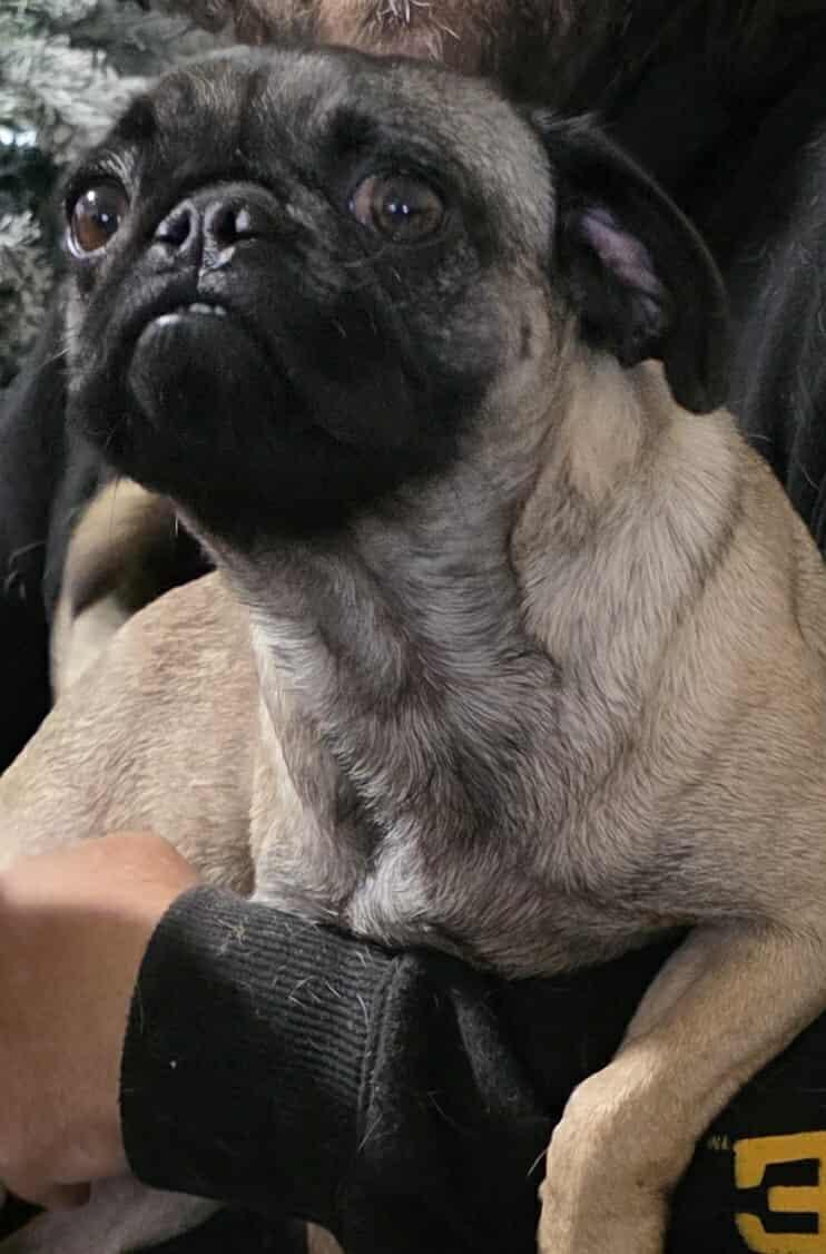 Enlarge Lola May (Buttercup), a Adopted Pug in Minneapolis, MN image 3/3