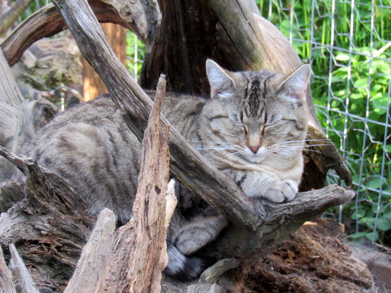 Barn Cats Looking For Work!, Adoptable, Adult Female Domestic Short Hair & Tabby.