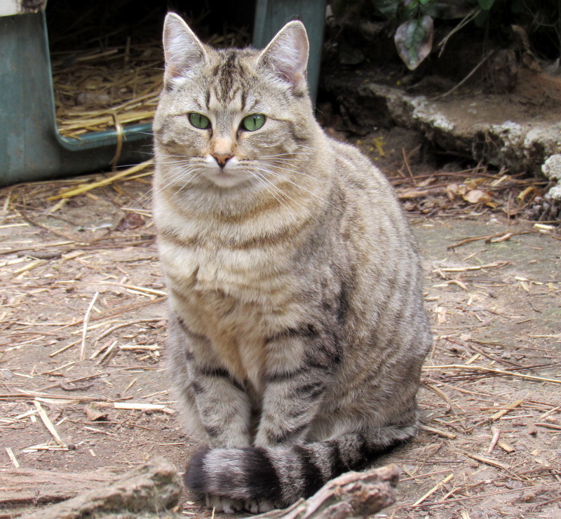 Enlarge Barn Cats Looking For Work!, a Adoptable mixed breed in Newport, WA image 2/12