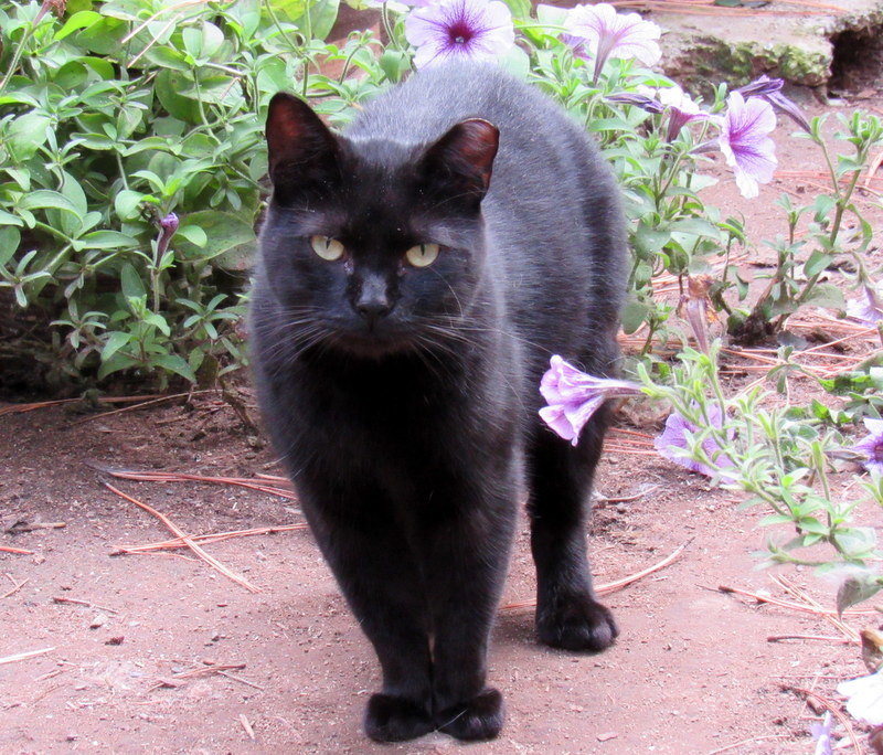 Enlarge Barn Cats Looking For Work!, a Adoptable mixed breed in Newport, WA image 3/12