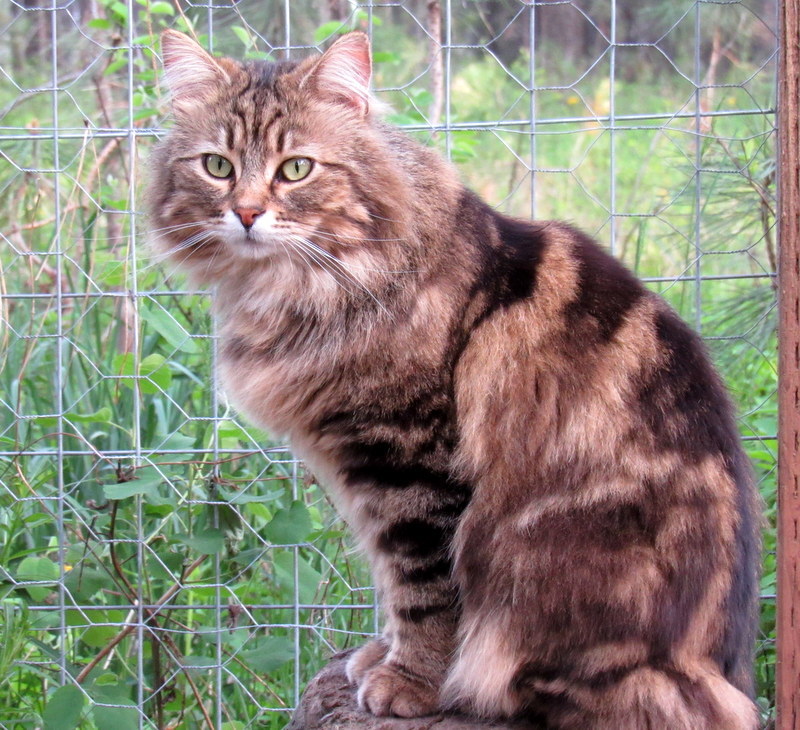 Enlarge Barn Cats Looking For Work!, a Adoptable mixed breed in Newport, WA image 4/12