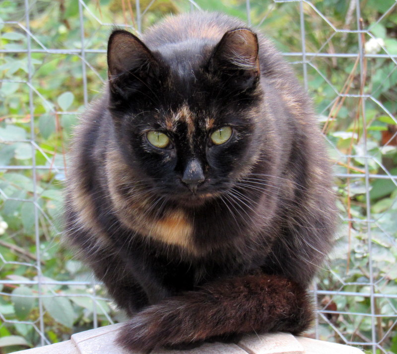 Enlarge Barn Cats Looking For Work!, a Adoptable mixed breed in Newport, WA image 5/12
