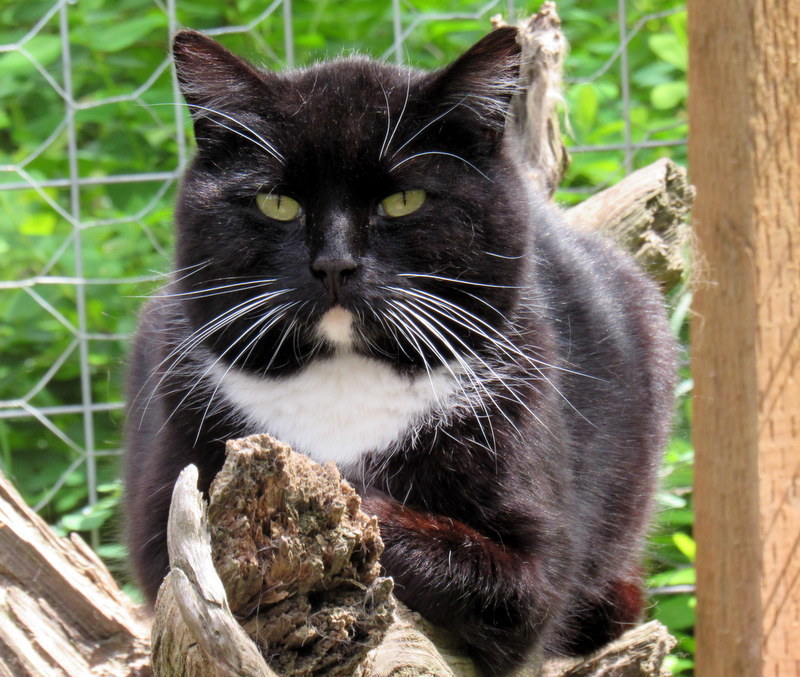 Enlarge Barn Cats Looking For Work!, a Adoptable mixed breed in Newport, WA image 6/12