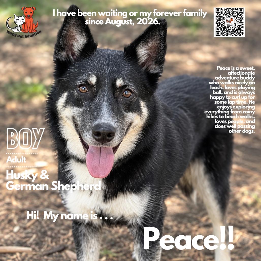 Peace, Adoptable, Adult Male German Shepherd Dog & Husky.