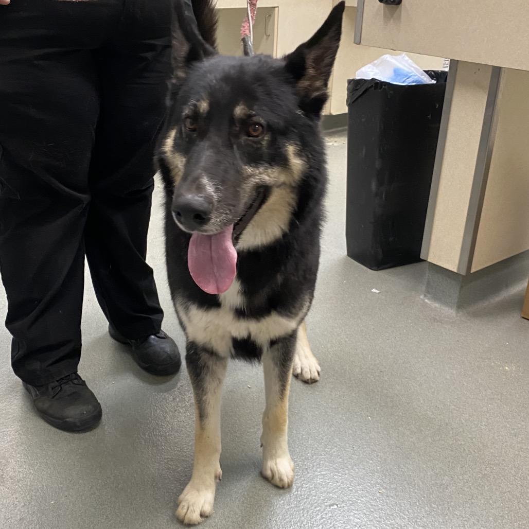 Enlarge Peace, a Adoptable mixed breed in Westminster, CA image 2/2