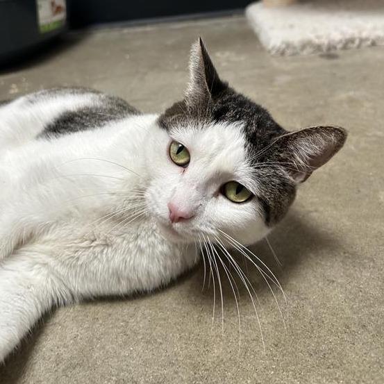 Nyne, Adoptable, Adult Female Domestic Short Hair.