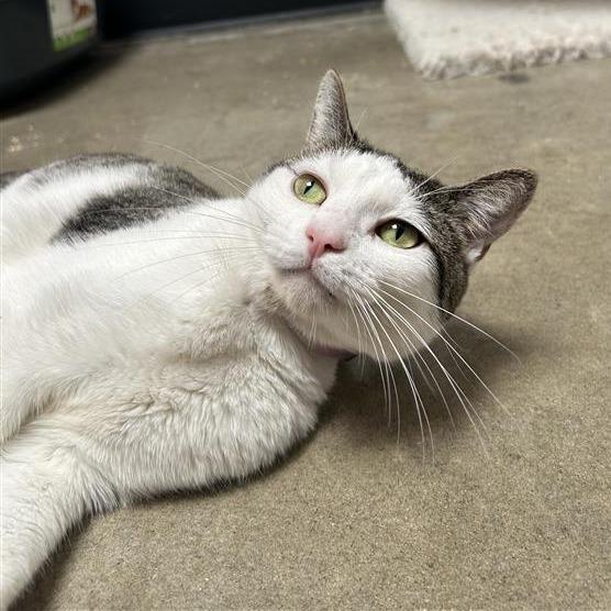 Nyne, a Adoptable Domestic Short Hair in Long Beach, CA image 2/3