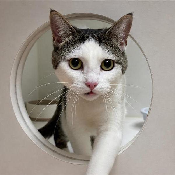 Nyne, a Adoptable Domestic Short Hair in Long Beach, CA image 3/3