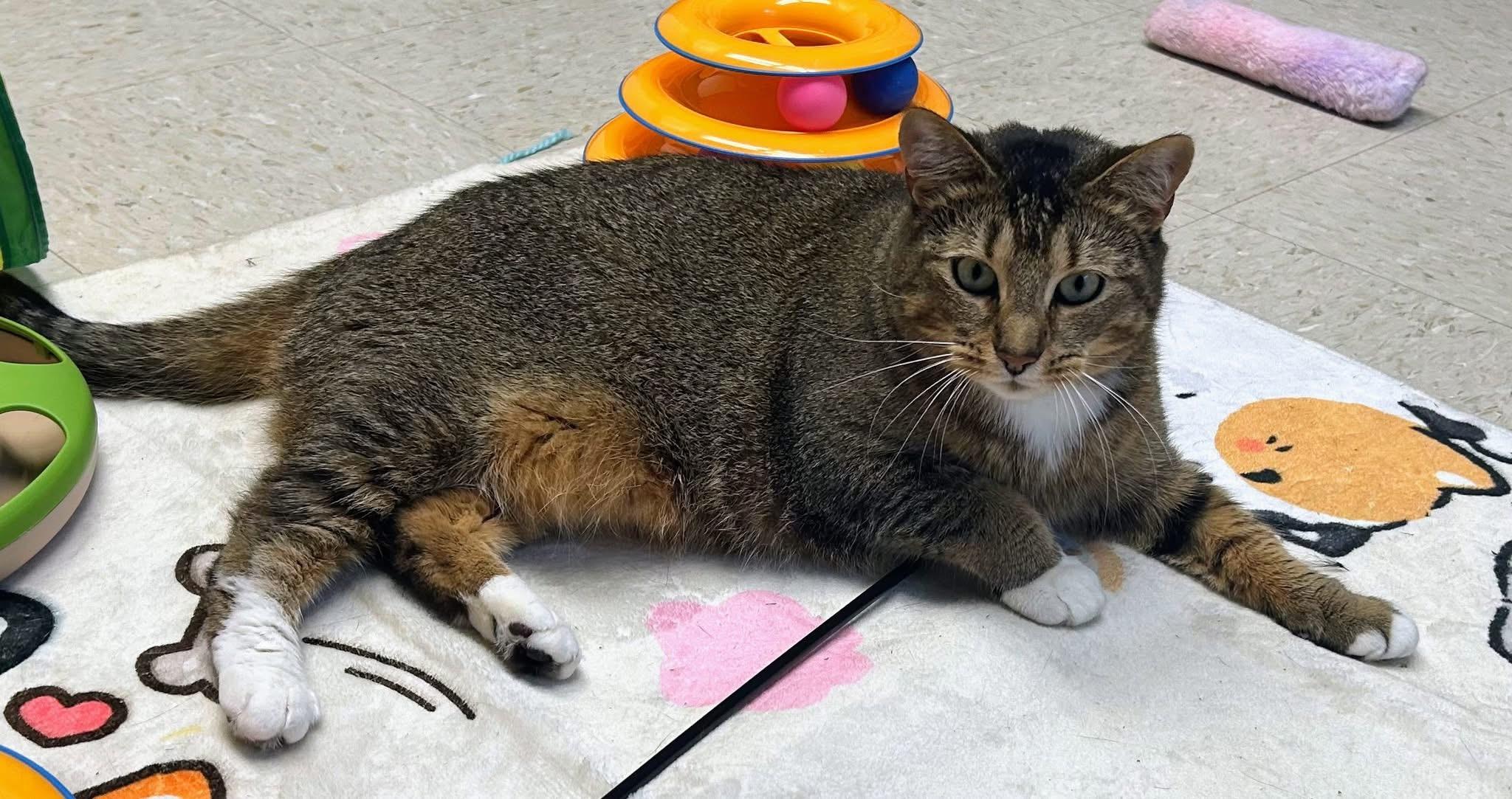 Stormy, ADOPTABLE, Adult Female Domestic Short Hair.