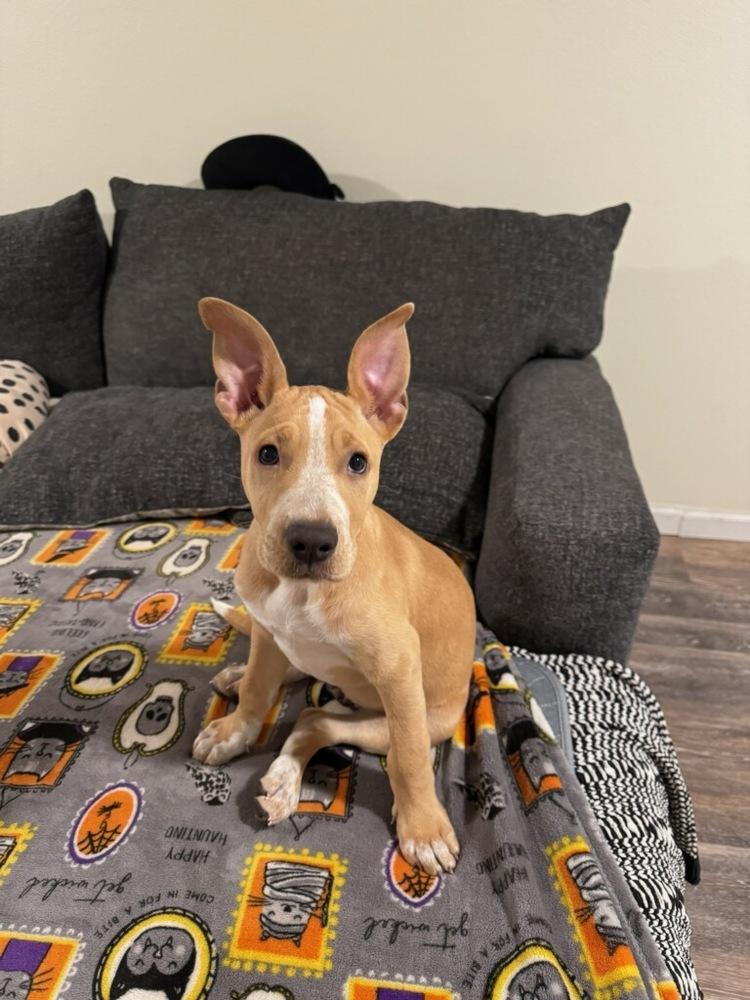Bart, Adoptable, Puppy Male Cattle Dog.
