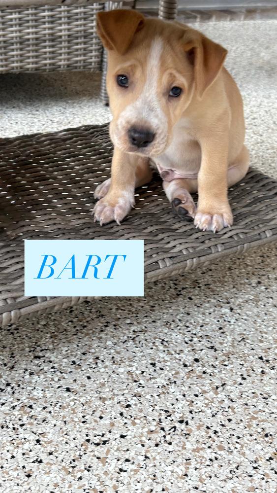 Enlarge Bart, a Adoptable mixed breed in Cortez, CO image 2/5