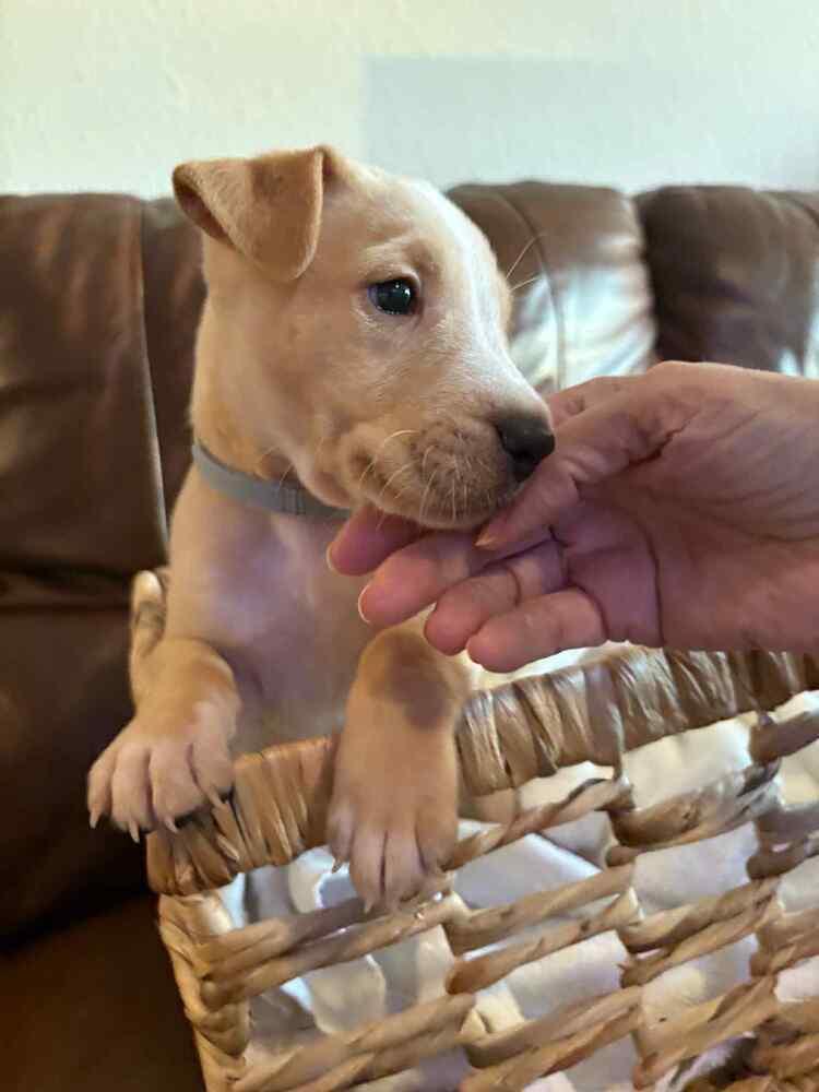 Bart, Adoptable, Puppy Male Cattle Dog.