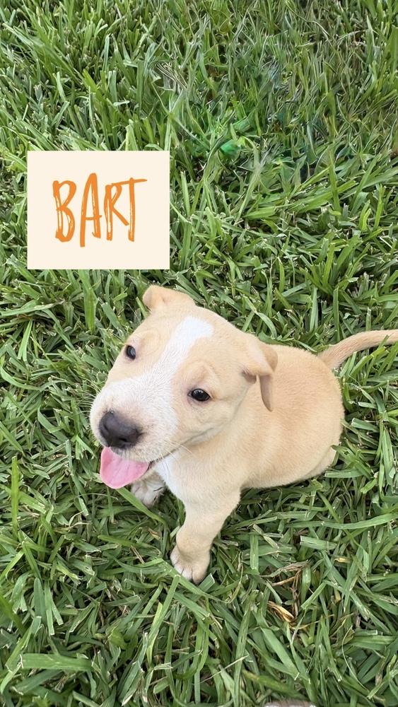 Enlarge Bart, a Adoptable mixed breed in Cortez, CO image 4/5