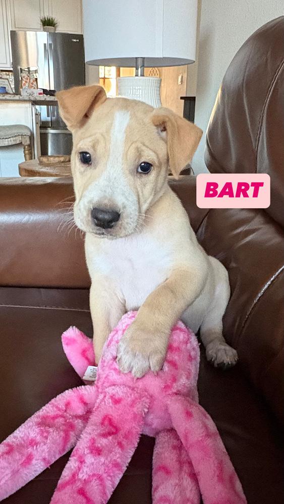 Enlarge Bart, a Adoptable mixed breed in Cortez, CO image 5/5