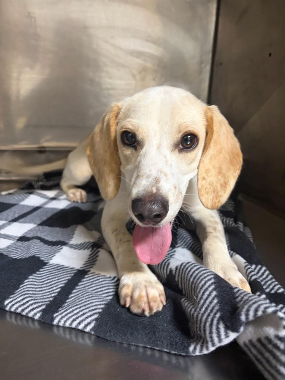 Enlarge Cowboy, a Adoptable Beagle in Mount Sterling, KY image 6/6