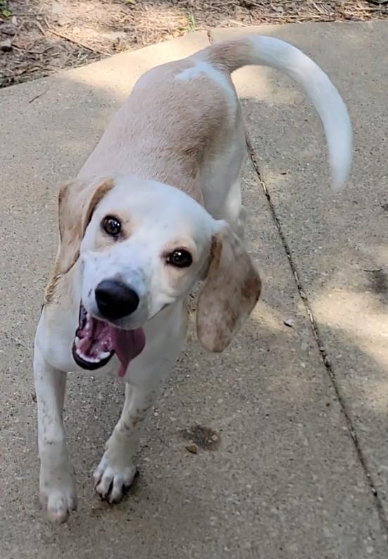 Enlarge Cowboy, a Adoptable Beagle in Mount Sterling, KY image 4/6