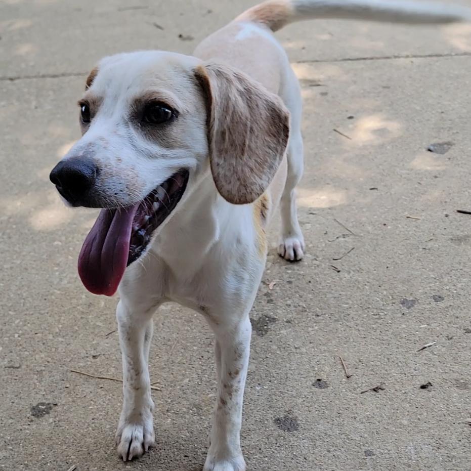 Enlarge Cowboy, a Adoptable Beagle in Mount Sterling, KY image 3/6