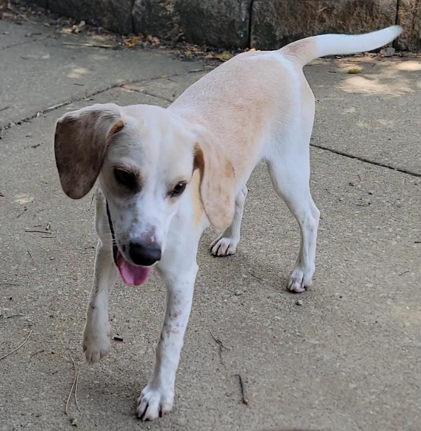 Enlarge Cowboy, a Adoptable Beagle in Mount Sterling, KY image 1/6