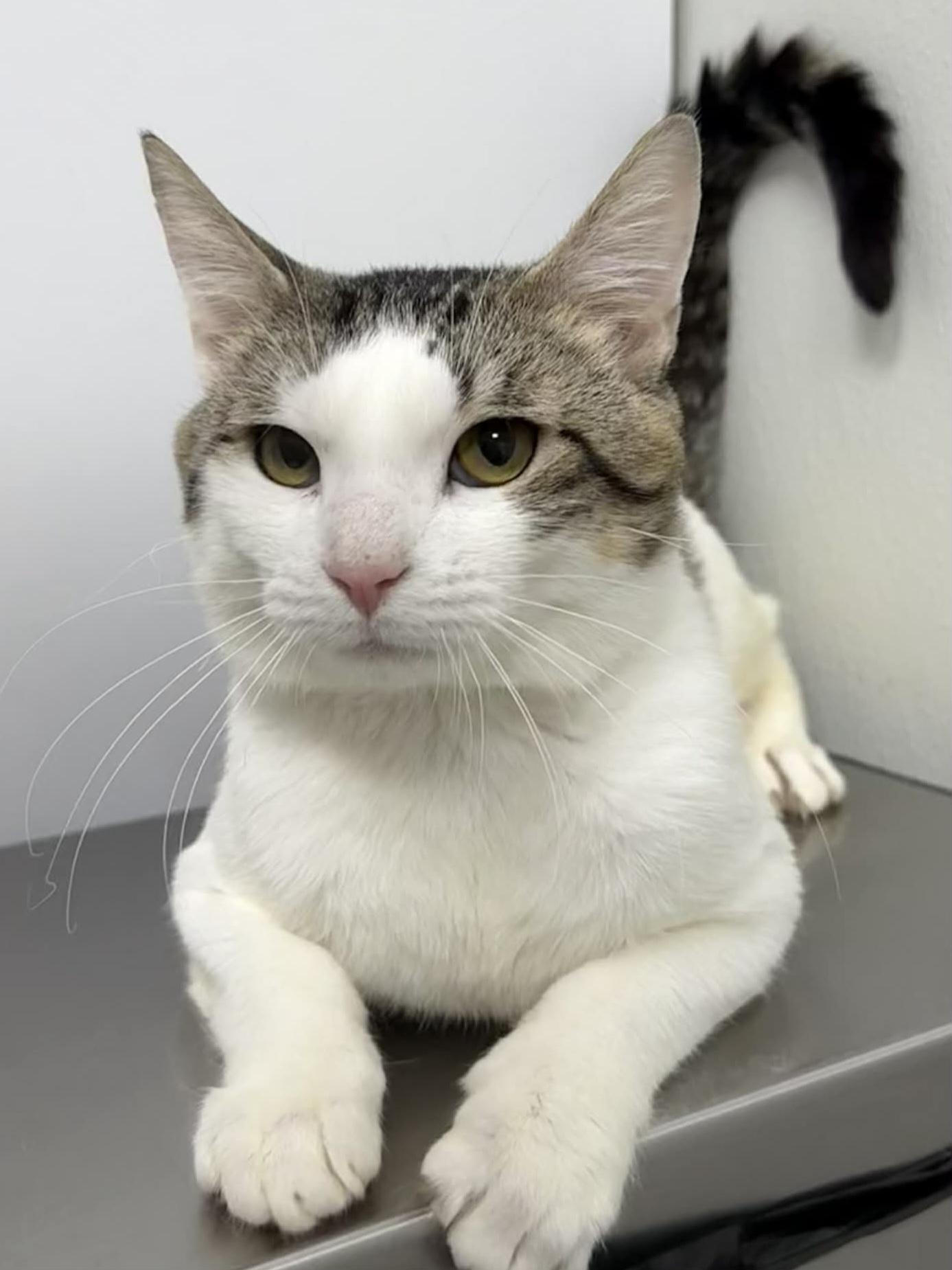 Enlarge Abdul, a Adoptable Domestic Short Hair in Hornell, NY image 1/1