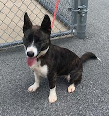 Estella, adopted, Adult Female Corgi.