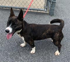 Enlarge Estella, an adopted mixed breed in Emporia, VA image 2/3