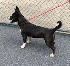 Enlarge Estella, an adopted mixed breed in Emporia, VA image 3/3