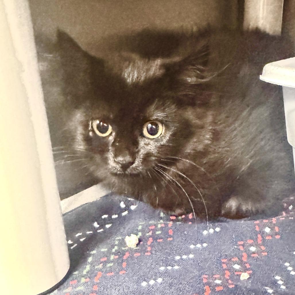 Enlarge Pancake, a Adoptable Domestic Long Hair in Marion, VA image 1/1