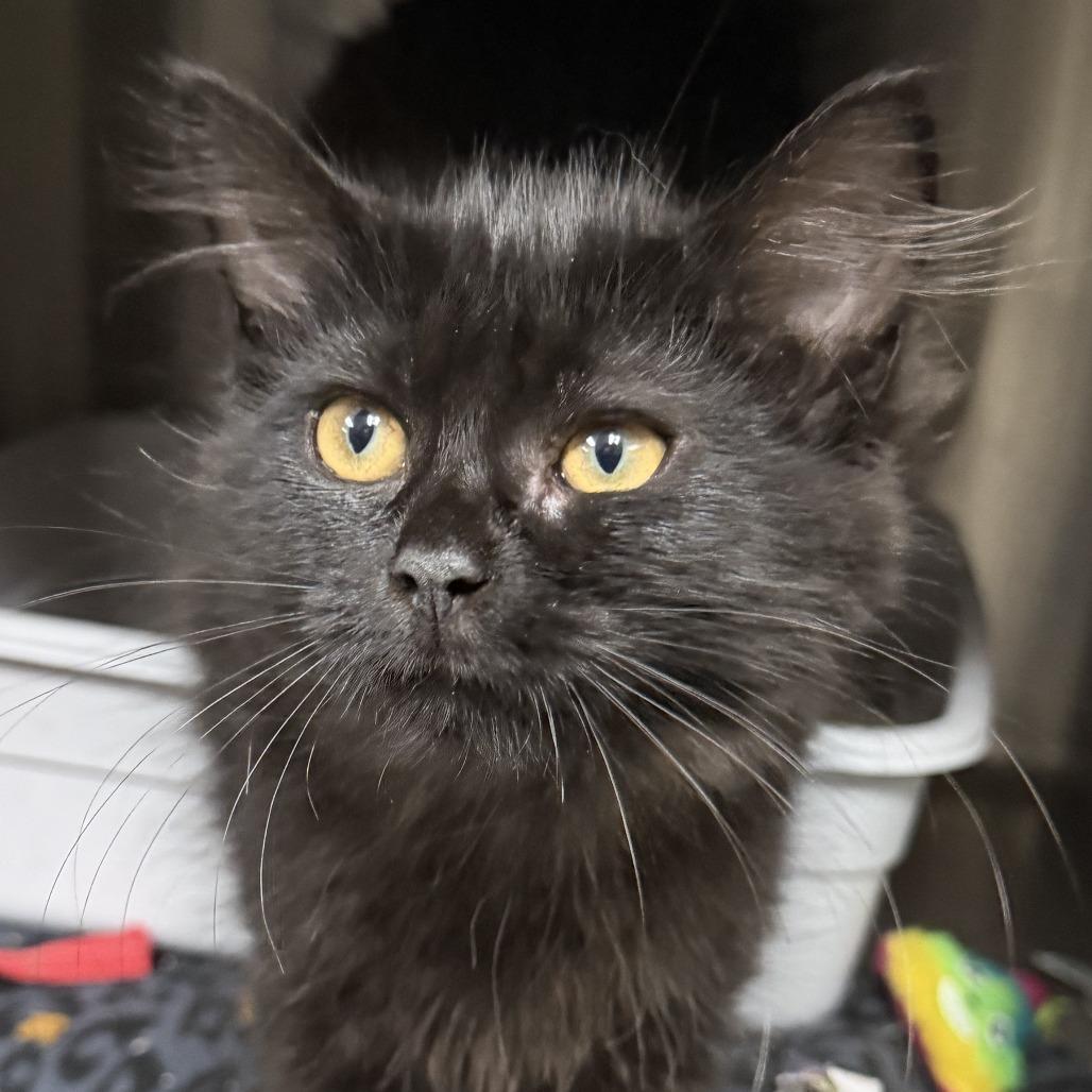 Pancake, a Adoptable Domestic Long Hair in Marion, VA image 2/2