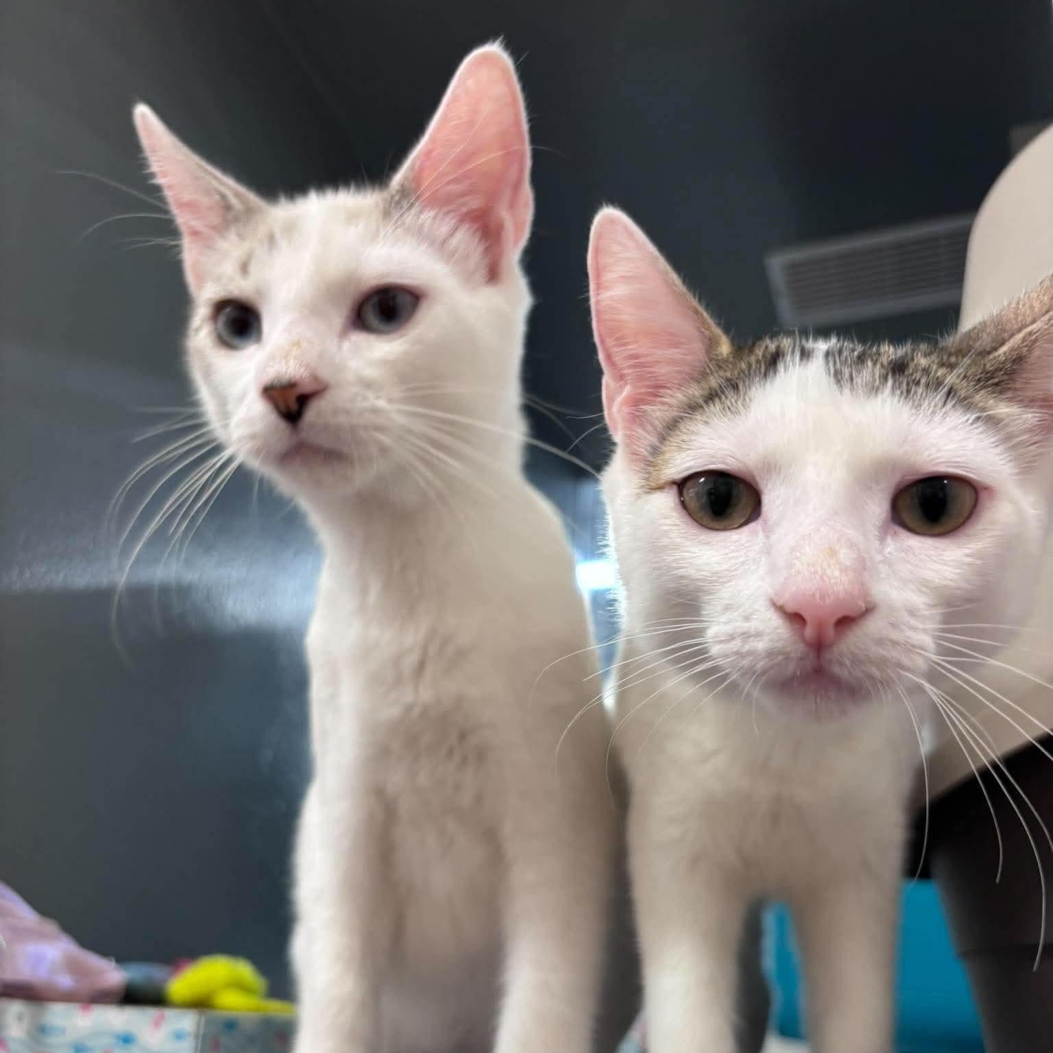Enlarge Irina & Lukas, a Adoptable Domestic Short Hair in Oldsmar, FL image 3/3