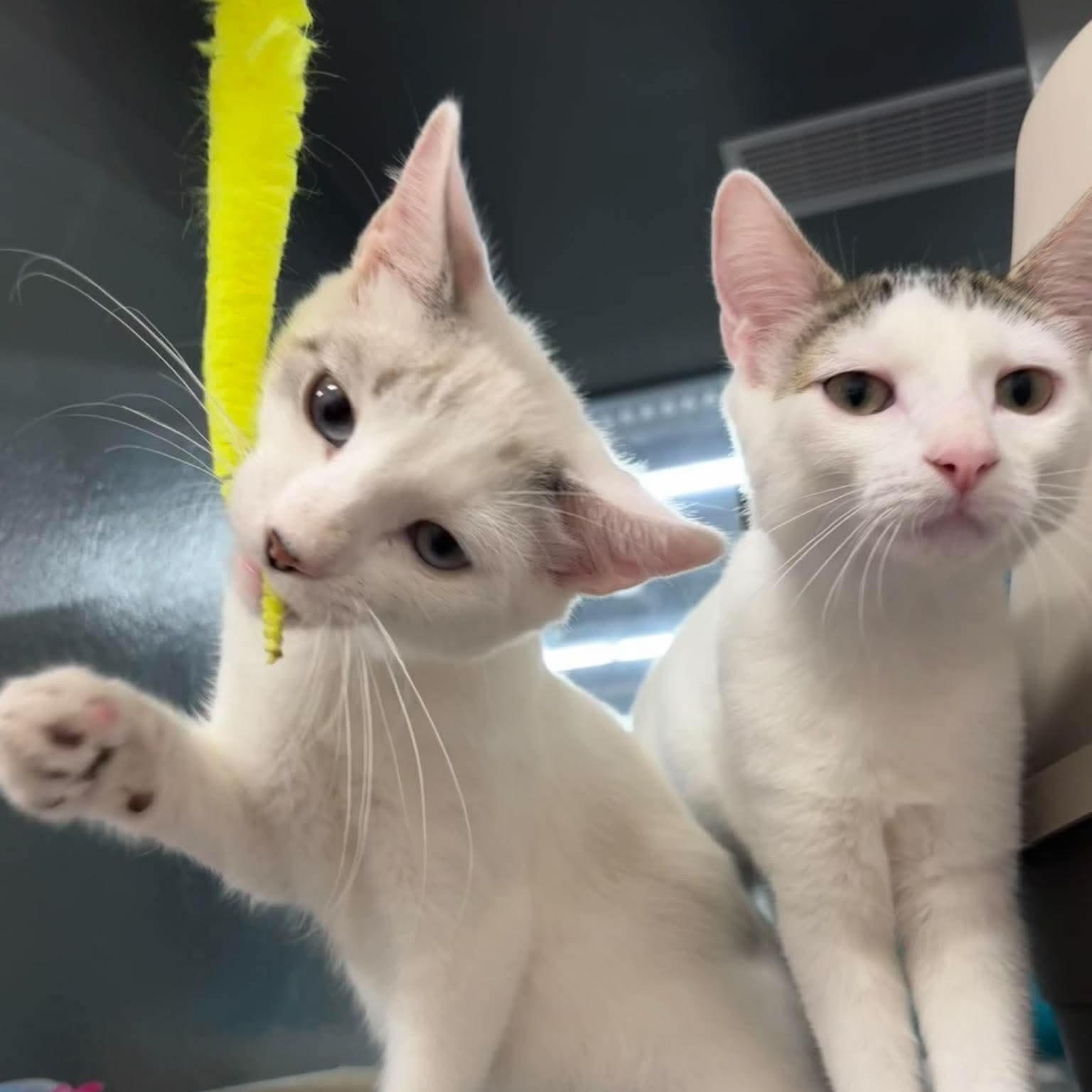 Enlarge Irina & Lukas, a Adoptable Domestic Short Hair in Oldsmar, FL image 2/3
