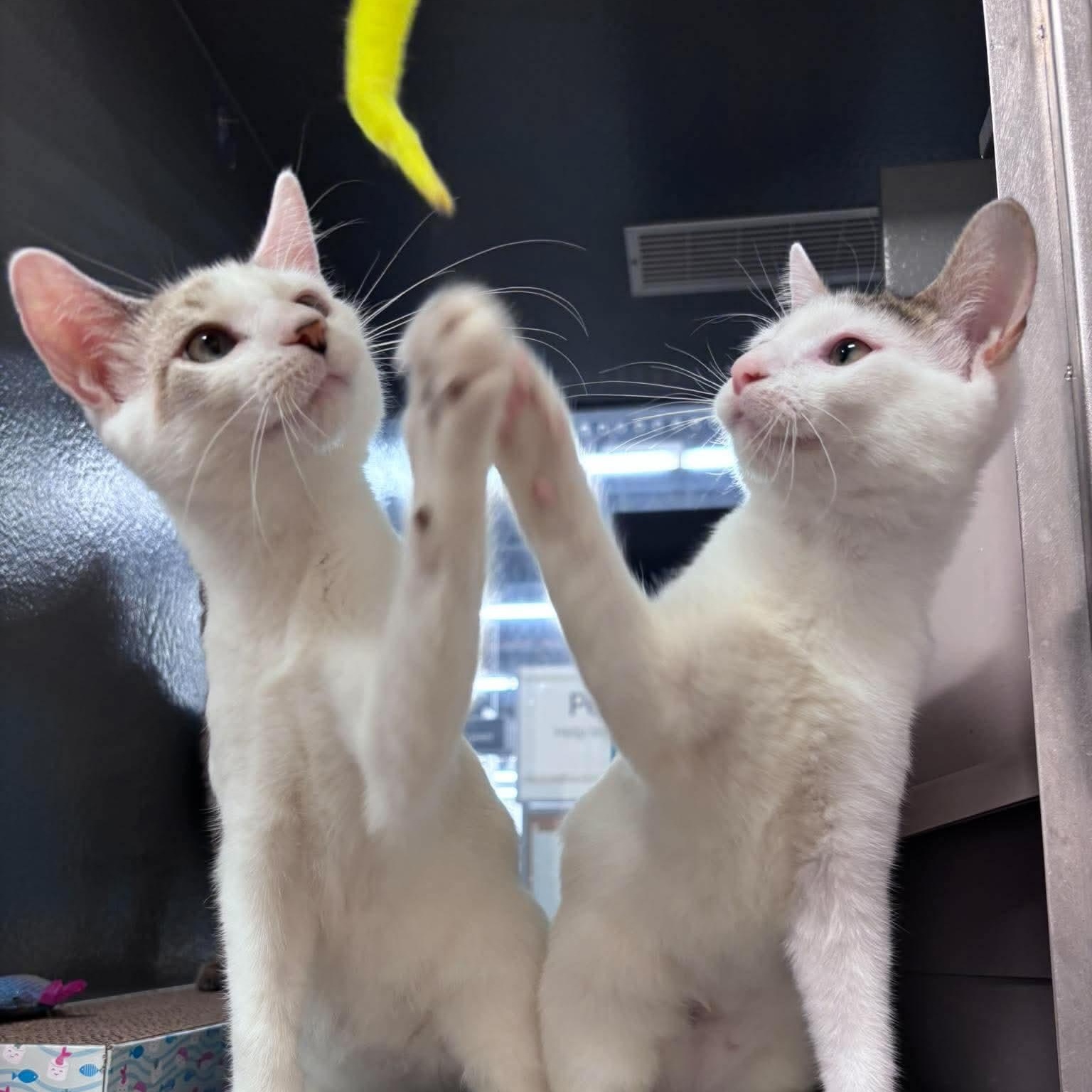 Irina & Lukas, Adoptable, Kitten Female Domestic Short Hair.