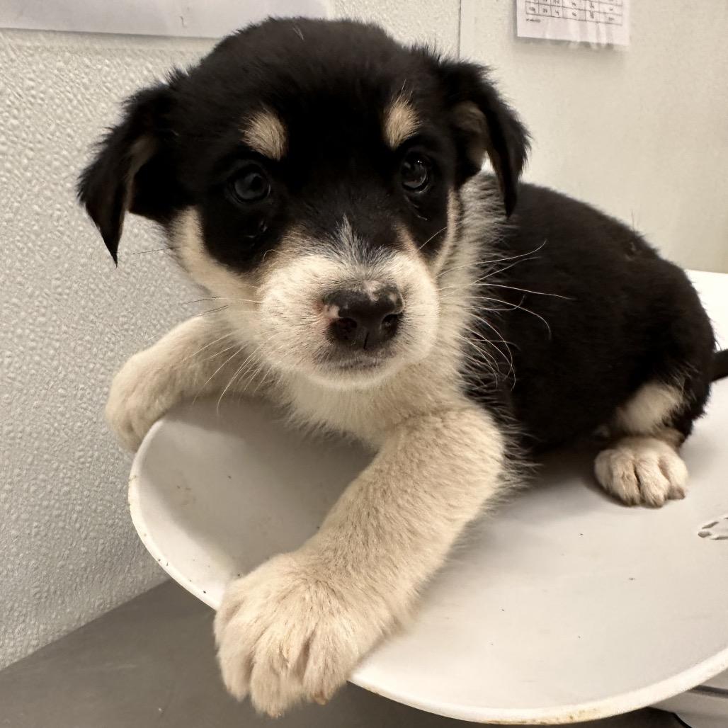 Creek, Adoptable, Puppy Male Mixed Breed.