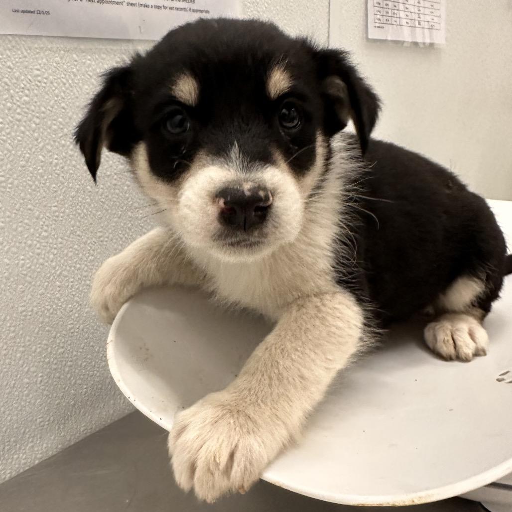 Enlarge Creek, a Adoptable Mixed Breed in Park City, UT image 4/4