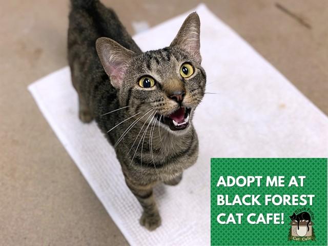 WHISKEY, Adoptable, Young Male Domestic Short Hair.