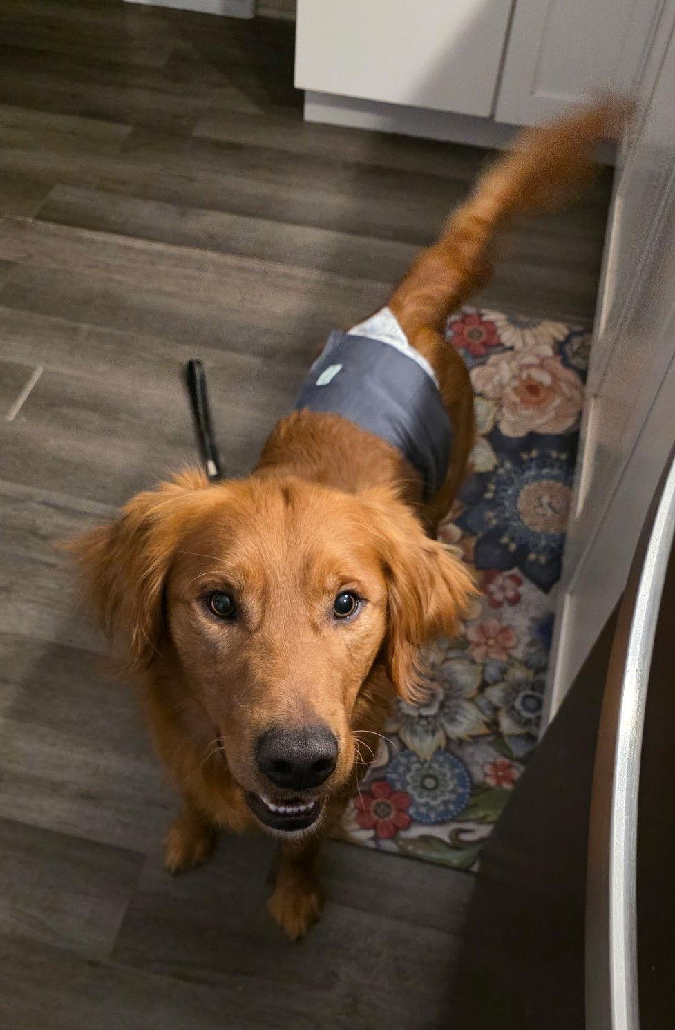 Diago, Adopted, Adult Male Golden Retriever.