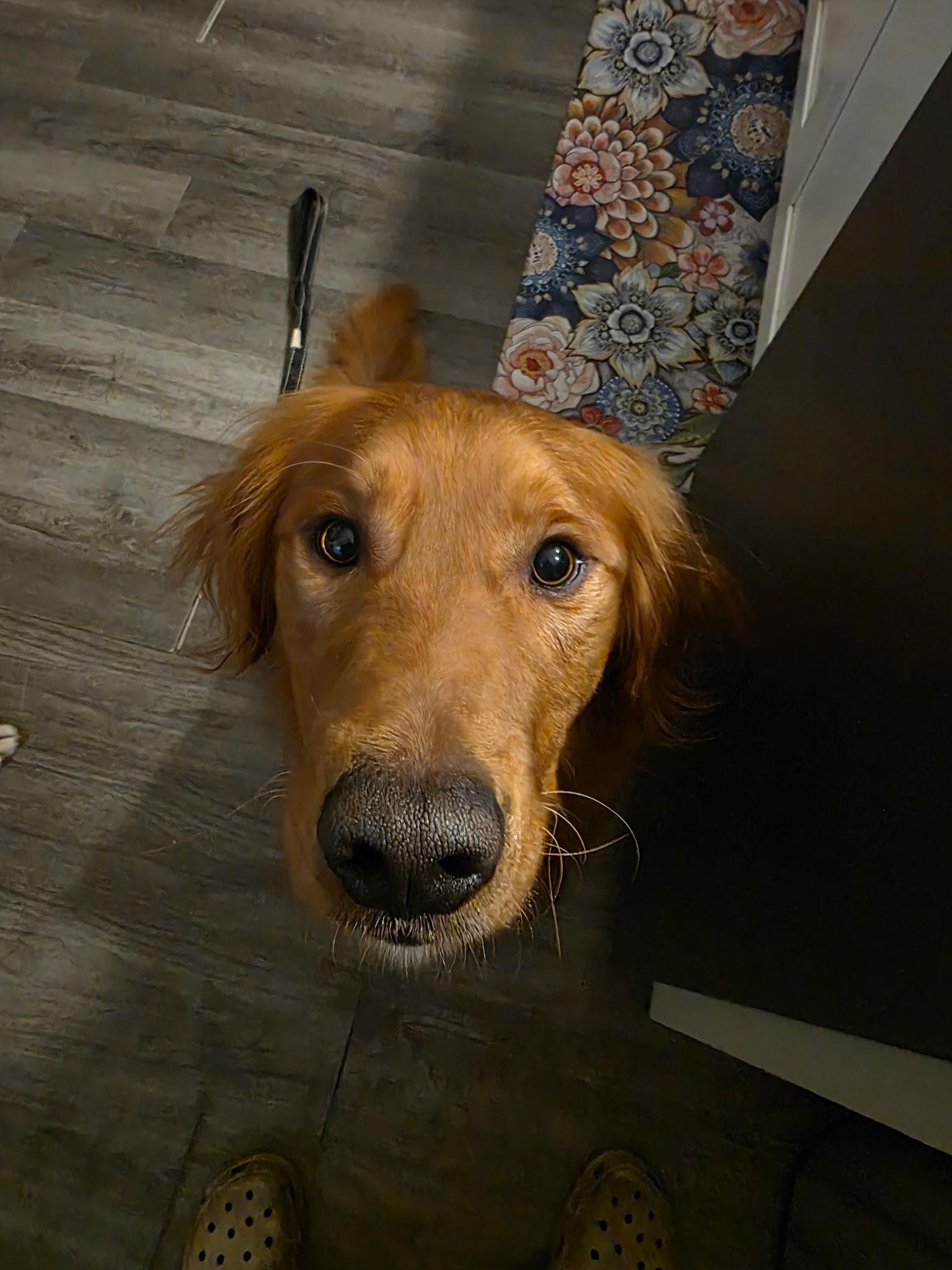 Enlarge Diago, a Adopted Golden Retriever in Sioux Falls, SD image 2/3