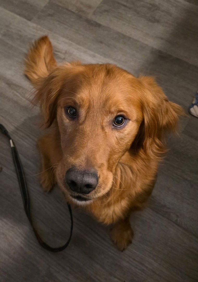Enlarge Diago, a Adopted Golden Retriever in Sioux Falls, SD image 3/3
